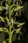 Green fringed orchid